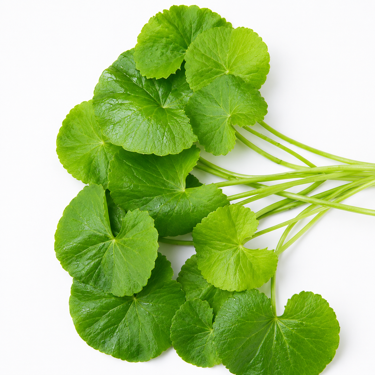 Centella Asiática